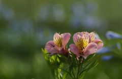 思いを届けて・・・・