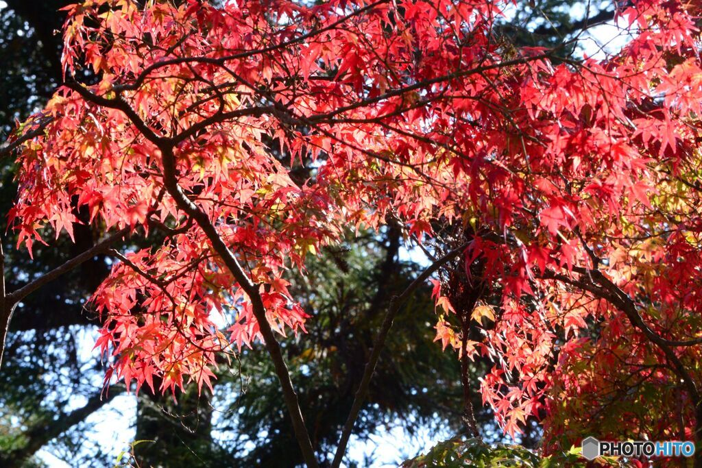 宝福寺の紅葉