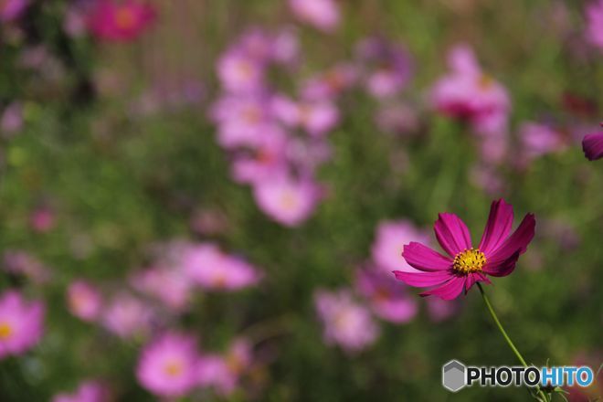 蔵出し　　コスモス