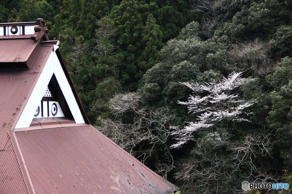 民家の屋根とヤマザクラ