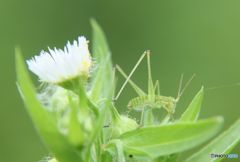 Baby of the grasshopper