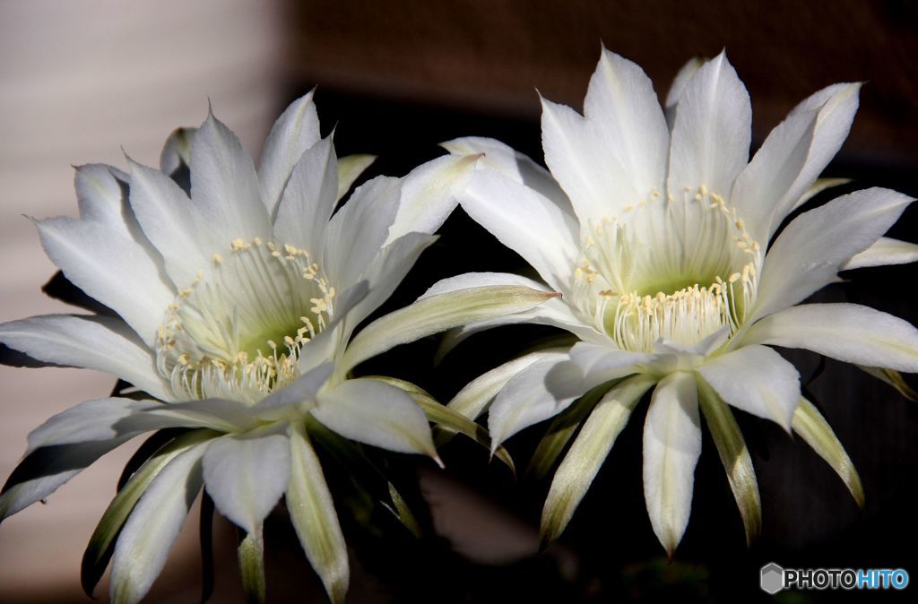 サボテンの花