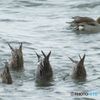 逆立ち餌取り