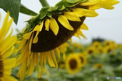 もう暑くて暑くて