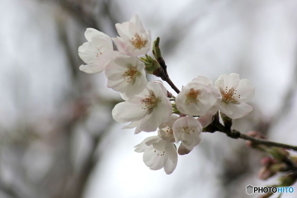 桜　2025