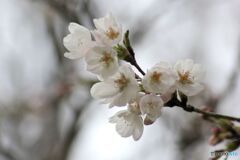 桜　2025