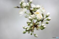 すももの花