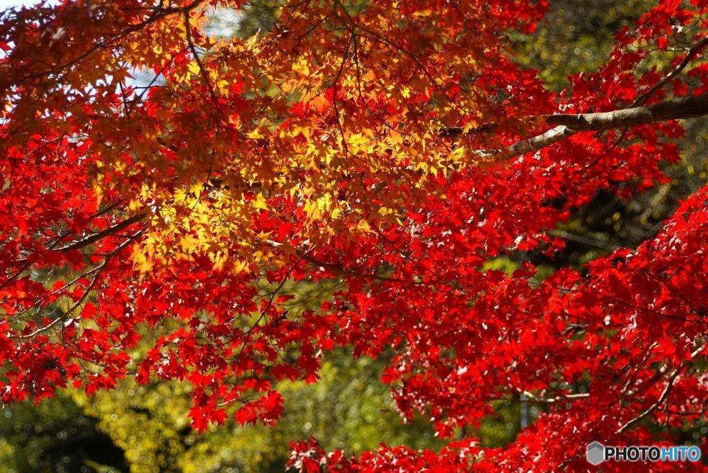 nature red