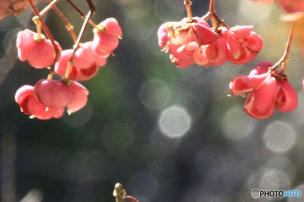 山で見つけた花