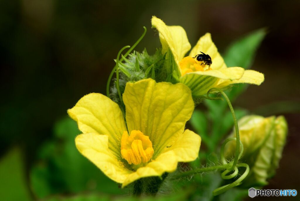 スイカの花