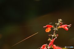 特撮ではないですよ