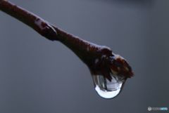 雨上がり.1