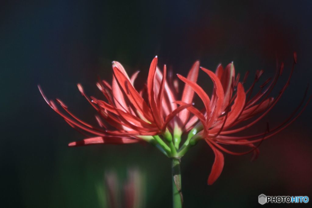 薄日のあたる　曼珠沙華