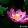 　きれいに開花