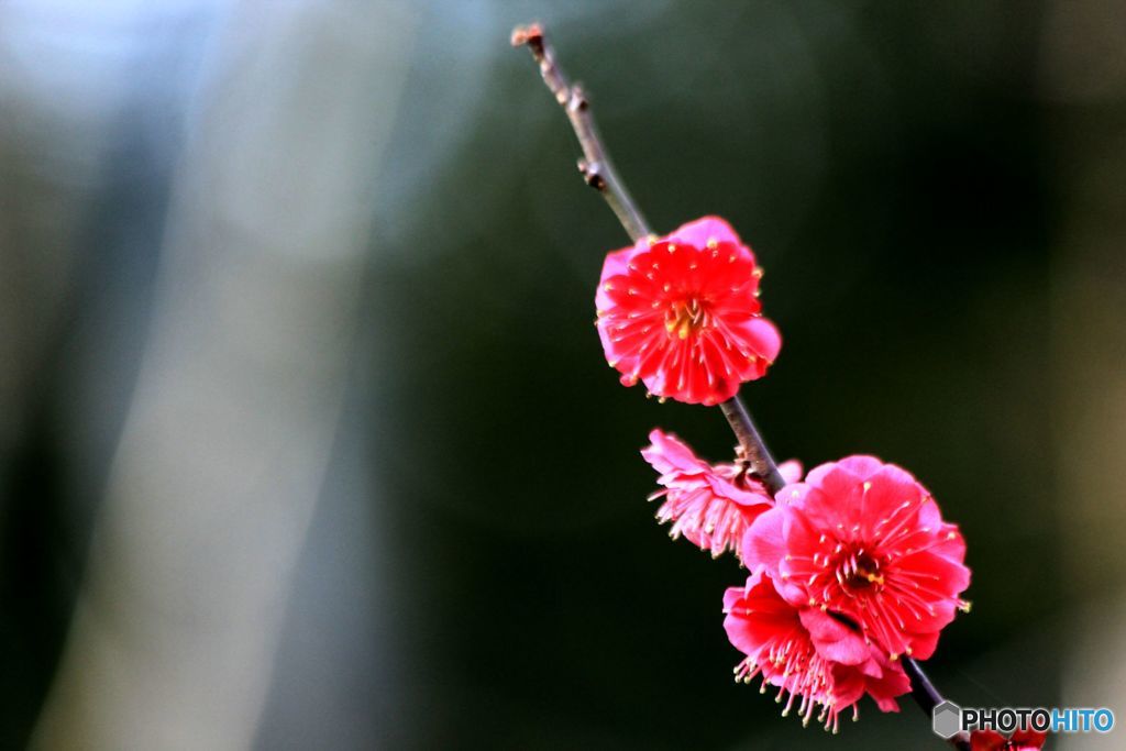 まだ鮮やかだった紅梅