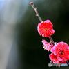 まだ鮮やかだった紅梅