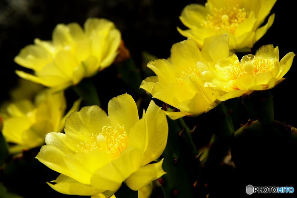 足守　サボテンの花