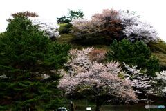 山の上の残り桜