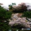 山の上の残り桜