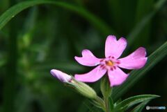 芝桜　狂い咲き