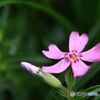 芝桜　狂い咲き