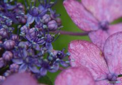 ガクアジサイ　ハーフカット