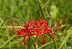 初秋　初お目見え