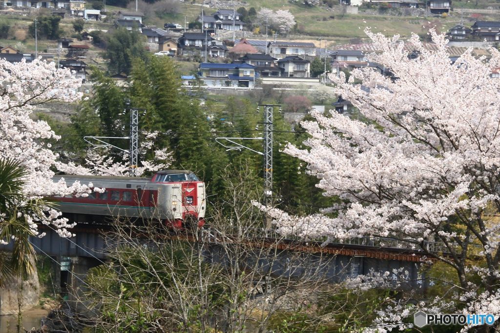 やくも　と　桜　（１）