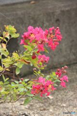 百日紅の幼木