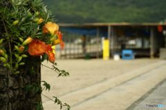 ノウゼンカズラの向こうに海の家