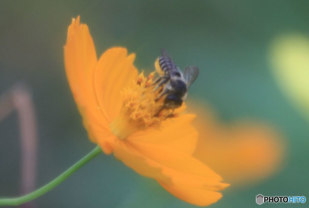 蜜を吸う