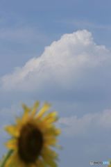 夏雲　と　ひまわり