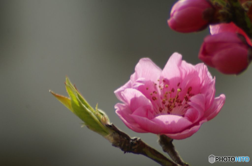 待ち遠しい　うめの開花