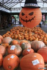 初秋の頃　ハロウィンの季節を先取り