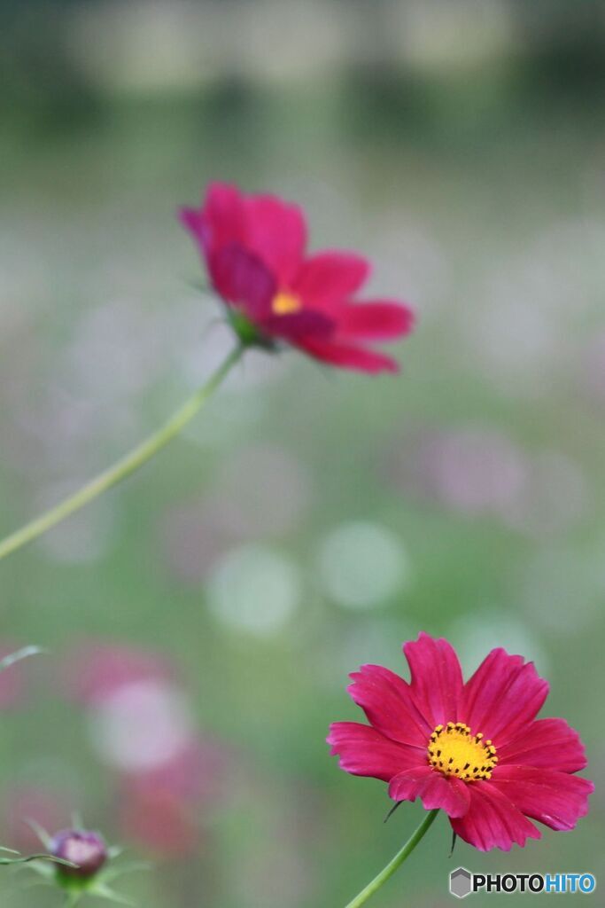 コスモス
