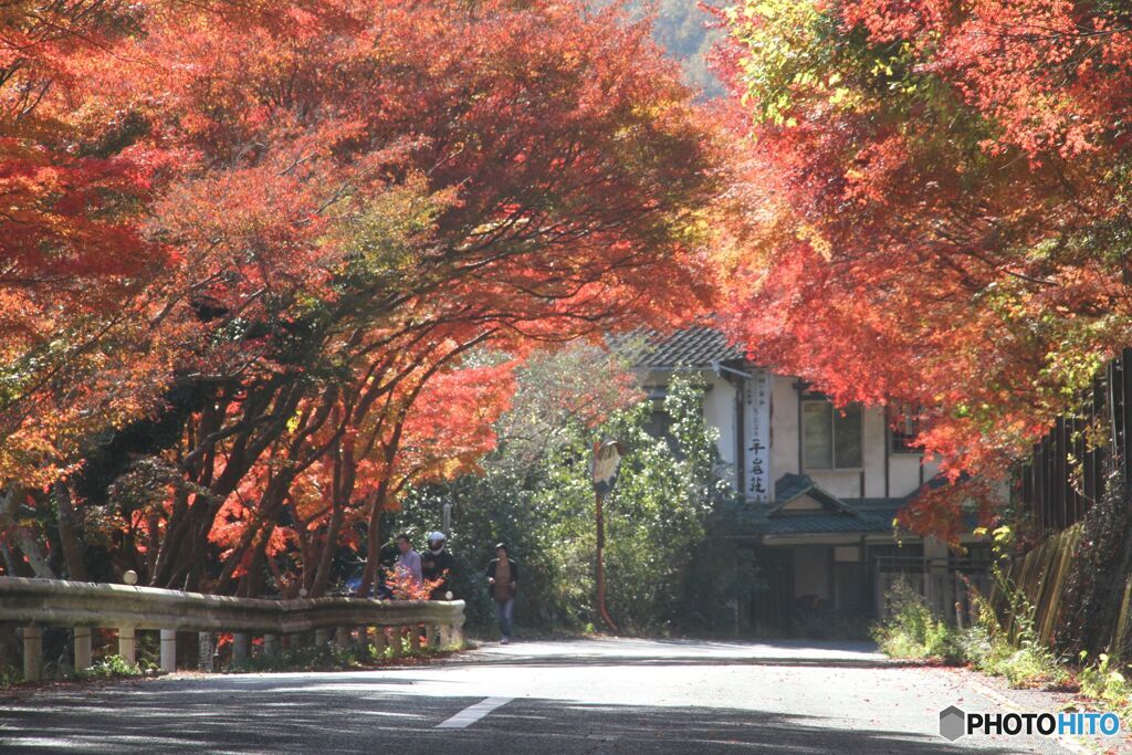 紅葉の「トンネル