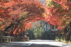 紅葉の「トンネル
