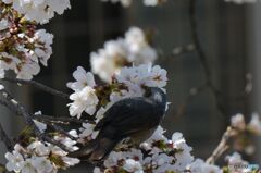 密を吸うヒヨ