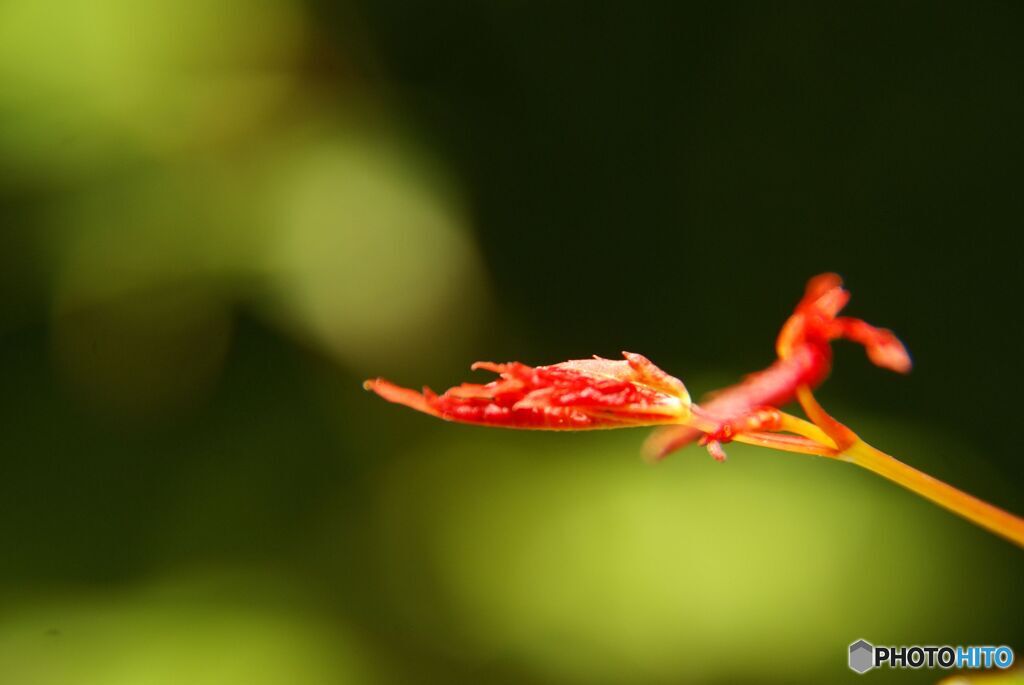 希望　もみじの新芽