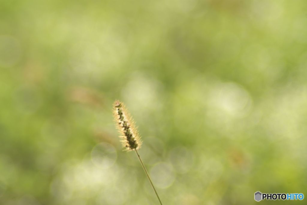 Lonely foxtail