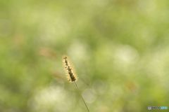 Lonely foxtail
