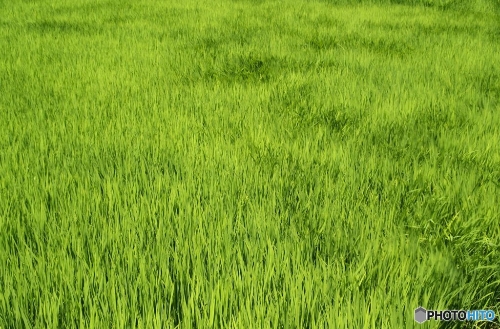 風　吹き渡る