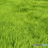 風　吹き渡る