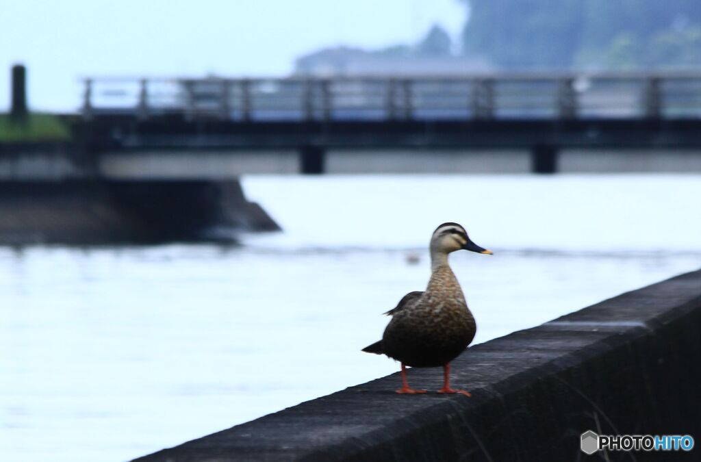 I護岸にて