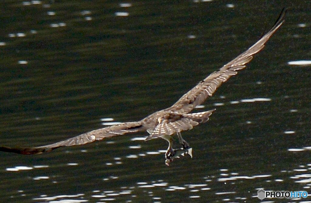 獲物をもってねぐらへ
