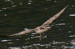 獲物をもってねぐらへ