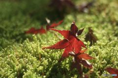 苔を褥に永久の眠りへ