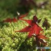 苔を褥に永久の眠りへ