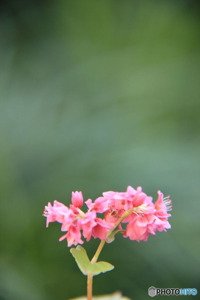 赤蕎麦の花