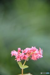 赤蕎麦の花